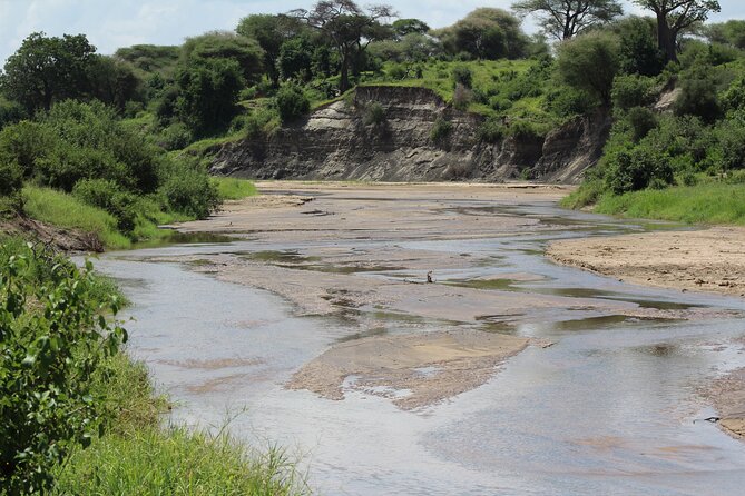 4-Day Safari in Tarangire, Serengeti & Ngorongoro (Mid-range) - Rhino Lodge overnight and included meals that keep the day moving