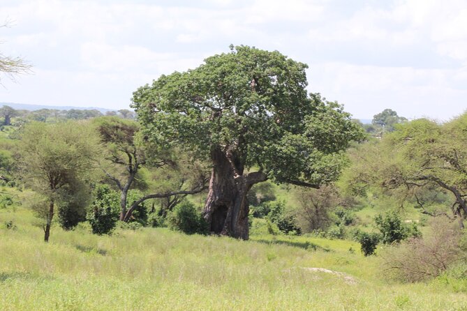 4-Day Safari in Tarangire, Serengeti & Ngorongoro (Mid-range) - Timing, tickets, and being comfortable in long game-drive days
