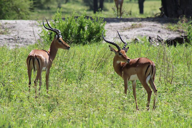 4-Day Safari in Tarangire, Serengeti & Ngorongoro (Mid-range) - Serengeti National Park, day one: afternoon drives over endless plains
