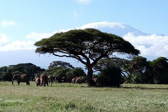 4-Day Safari: Lake Manyara, Serengeti & Ngorongoro - Serengeti’s Seronera area: why the river brings animals close