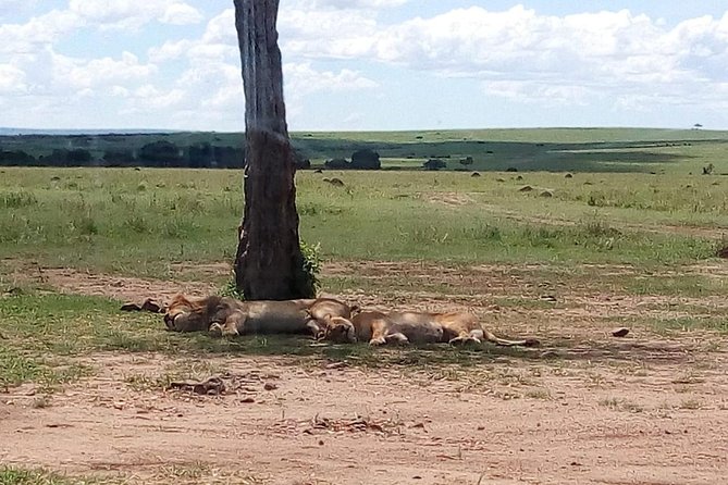 4-Day Safari: Lake Manyara, Serengeti & Ngorongoro - Ngorongoro Conservation Area: the optional Olduvai stop and what it adds