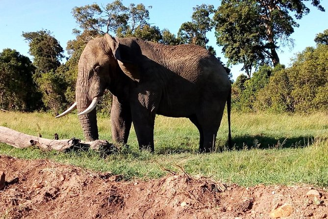 4-Day Safari: Lake Manyara, Serengeti & Ngorongoro - Ngorongoro crater safari: half-day viewing in a dense wildlife bowl