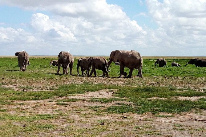 4-Day Safari: Lake Manyara, Serengeti & Ngorongoro - Lake Manyara National Park: flamingos, elephants, and tree-climbing lions