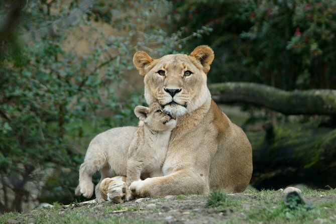 4 Day Safari- Tarangire,Ngorongoro and Serengeti - How this Northern Circuit Safari really plays out from Arusha