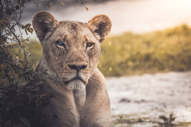 4 Day Safari- Tarangire,Ngorongoro and Serengeti - Tarangire National Park: elephants, the dry-season river, and baobab views