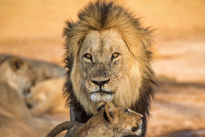 4 Day Safari- Tarangire,Ngorongoro and Serengeti - Serengeti National Park: migration scale, plus the day-to-day reality