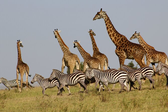 4 Day Safari- Tarangire,Ngorongoro and Serengeti - Where you sleep: Tloma Lodge and Acacia Central Camp