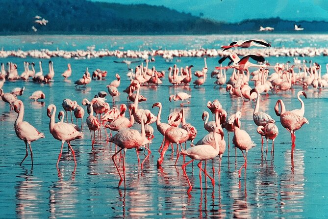 4-Day Safari to Tarangire ,Serengeti and Ngorongoro crater from Arusha - Guides and spotting: who can make or break the Big Five chase