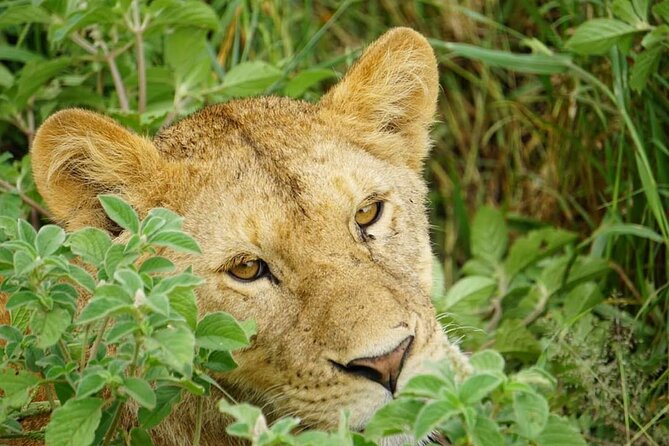 4-Day Safari to Tarangire, Serengeti and Ngorongoro from Arusha - Join a group - Day 4 Ngorongoro Crater: the descent, the hippo pool picnic site, and a full crater day