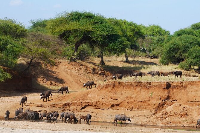 4-Day Safari to Tarangire, Serengeti and Ngorongoro from Arusha - Join a group - Price and logistics: what $1,050 really covers, and where you still need to budget