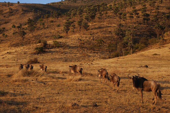 4-Day Safari to Tarangire, Serengeti and Ngorongoro from Arusha - Join a group - What to pack for Tarangire, Serengeti, and Ngorongoro (practical stuff only)