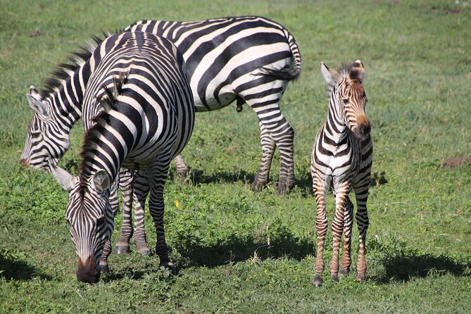 4-Day Safari to Tarangire, Serengeti and Ngorongoro from Arusha - Join a group - Day 2 in Serengeti National Park: long plains, big-cat searching, and a scenic ride in