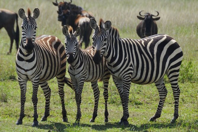 4 Day Serengeti and Ngorongoro crater - Key highlights at a glance