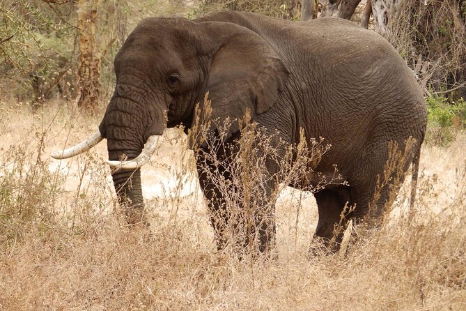 4 Day Serengeti and Ngorongoro crater - A four-day Serengeti-to-Ngorongoro route that works for short trips