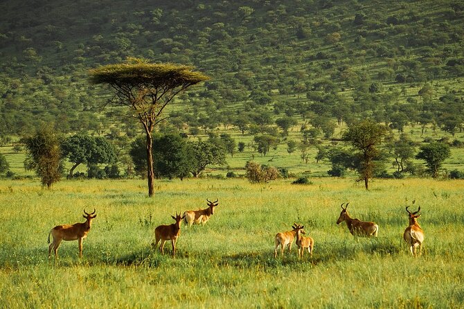 4-Day Serengeti, Ngorongoro, & Lake Manyara Budget Tour - Ngorongoro Crater: a full day built for crater wildlife viewing