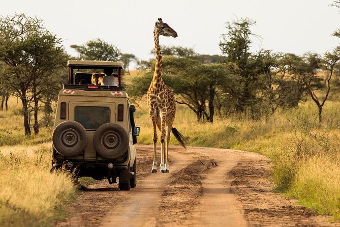 4-Day Serengeti, Ngorongoro, & Lake Manyara Budget Tour - Lake Manyara National Park: tree-climbing lions and flamingos