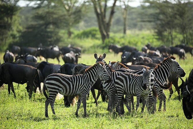 4-Day Serengeti, Ngorongoro, & Lake Manyara Budget Tour - Price and logistics: what your $1,317 buys you