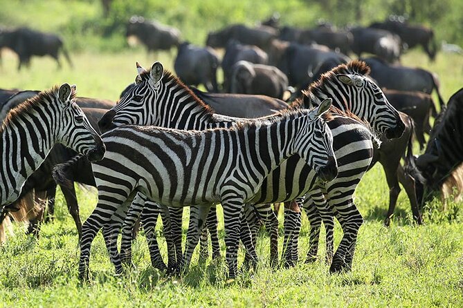 4-Day Serengeti, Ngorongoro, & Lake Manyara Budget Tour - Guides make it feel smooth, from Husein to Valence