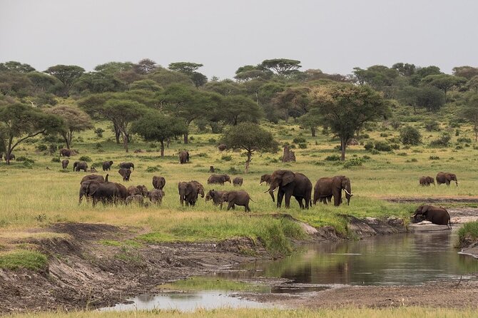 4-Day Serengeti, Ngorongoro, & Lake Manyara Budget Tour - Serengeti National Park: game drives on two separate days