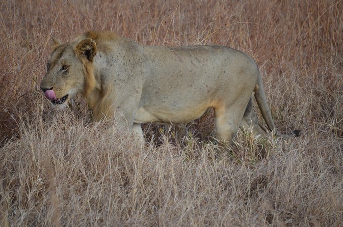 4 Day Serengeti & Ngorongoro Safari Wildlife Wonders of Tanzania - Day 1: Tarangire Start, Then Serengeti Game Drive Setup