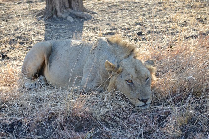 4 Day Serengeti & Ngorongoro Safari Wildlife Wonders of Tanzania - Day 3: Serengeti Morning, Then Ngorongoro Crater Descent in the Afternoon