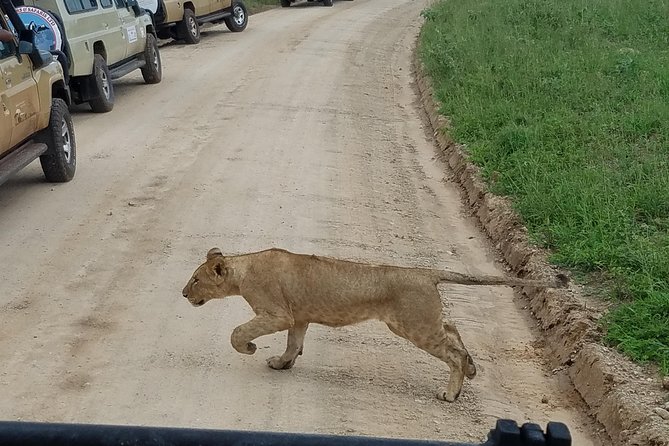 4-Day Serengeti, Ngorongoro,Tarangire safari - Serengeti National Park: migration country where timing changes what you see