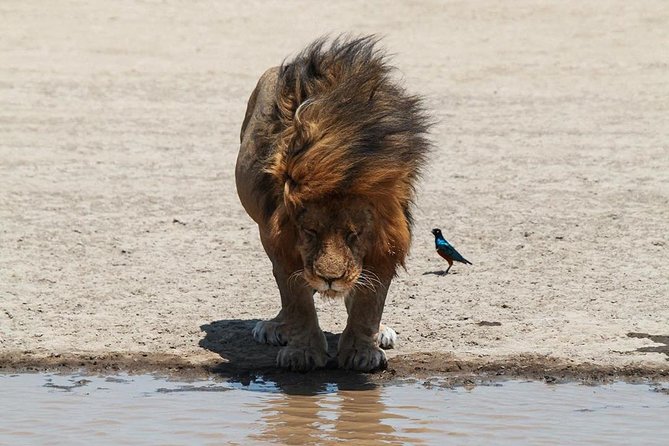 4-Day Serengeti, Ngorongoro,Tarangire safari - Ngorongoro Crater: sunrise views, springs that pull animals, and Big Five potential