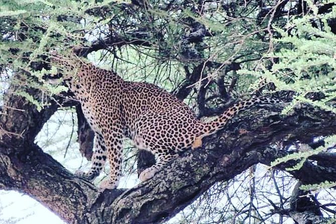 4-Day Serengeti, Ngorongoro,Tarangire safari - Lodging choices: where comfort shows up after the long game drives