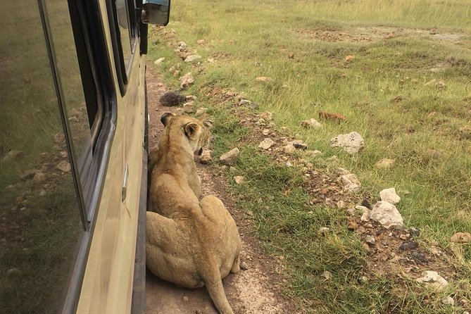 4-Day Serengeti, Ngorongoro,Tarangire safari - Tarangire National Park: elephant herds, river country, and real chances at predators