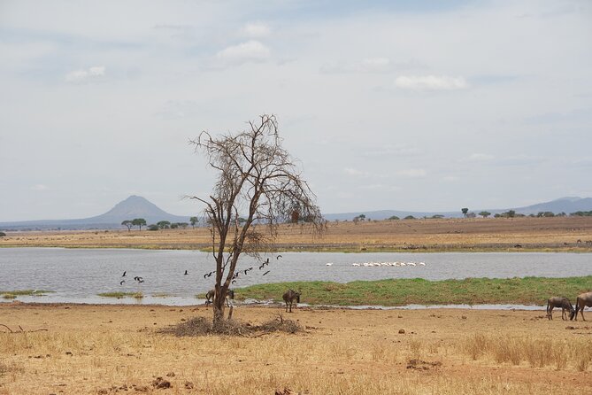 4-Day Shared Safari Tour with Complete Meals - Why the shared-group setup works (and when it might not)