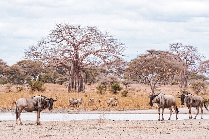 4-Day Shared Safari Tour with Complete Meals - Day 1: Tarangire National Park game time and Kizumba campsite nights