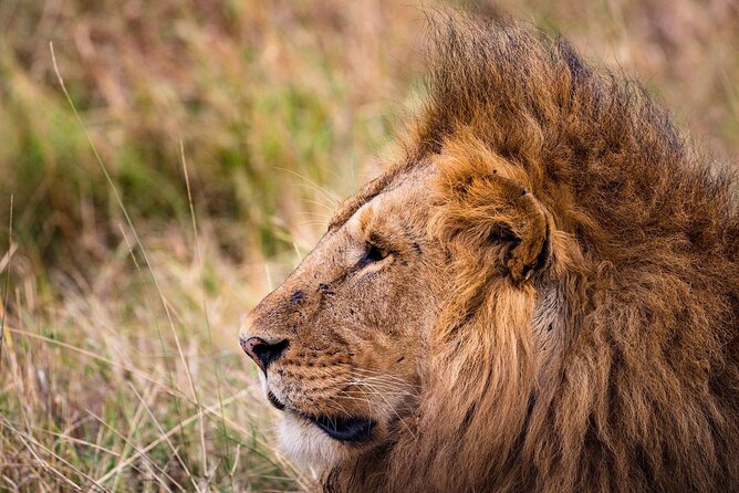 4-Day Simba Safari - Mid Range Tour - A Northern Safari Route That Hits Three Major Zones