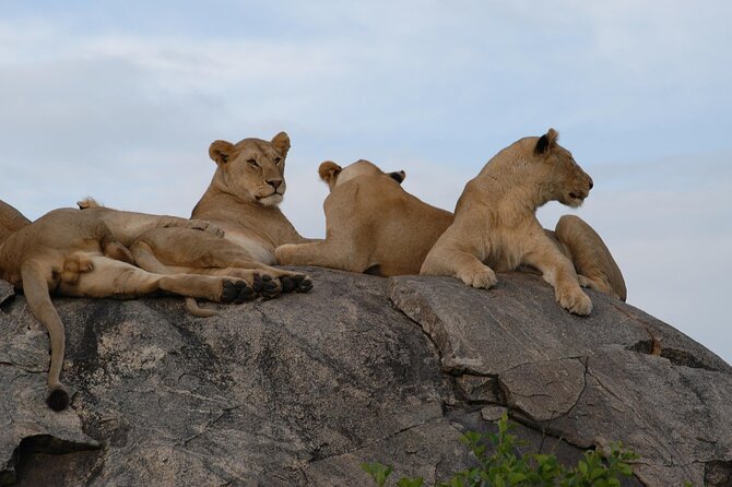 4-Day Simba Safari - Mid Range Tour - Day 4 in Ngorongoro Crater: Lake Magadi, Flamingos, and the Wildlife Concentration