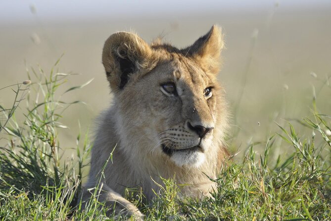 4-Day Simba Safari - Mid Range Tour - Your Guide and Vehicle: The Real Value Add