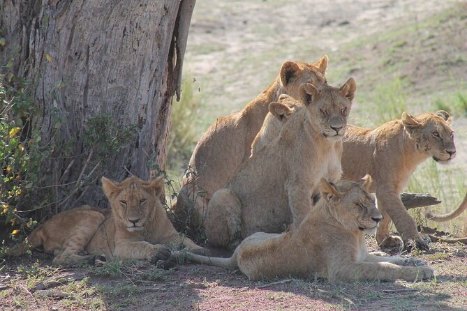 4-Day Simba Safari - Mid Range Tour - Price and Value at $2,179 Per Person