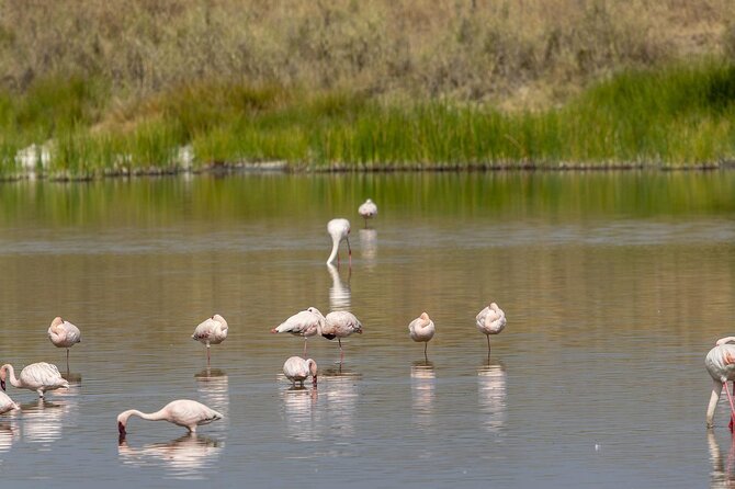4 Day Tanzania Afordable Safari ft Two Night Serengeti - Price and what you really get for $1,625