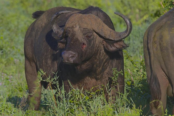 4 Day Tanzania Afordable Safari ft Two Night Serengeti - Is this the right safari for you?