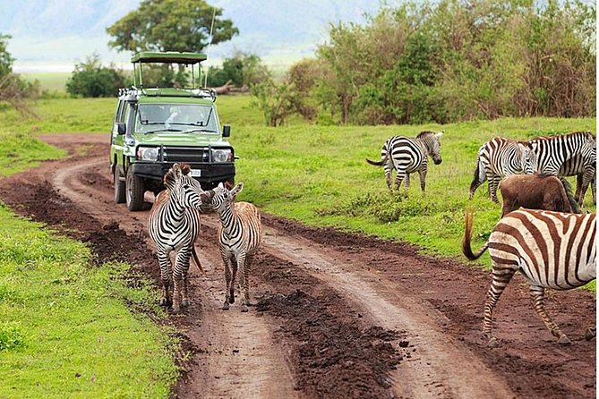 4-Day Tanzania Camping Safari to Lake Manyara, Serengeti, and Ngorongoro Crater - Day 1 at Lake Manyara: First Game Drive Energy, Camp Under the Stars