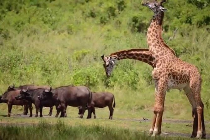 4-Day Tanzania Camping Safari to Lake Manyara, Serengeti, and Ngorongoro Crater - Day 3 to Ngorongoro Rim: Early Momentum and a Crater-First Outlook