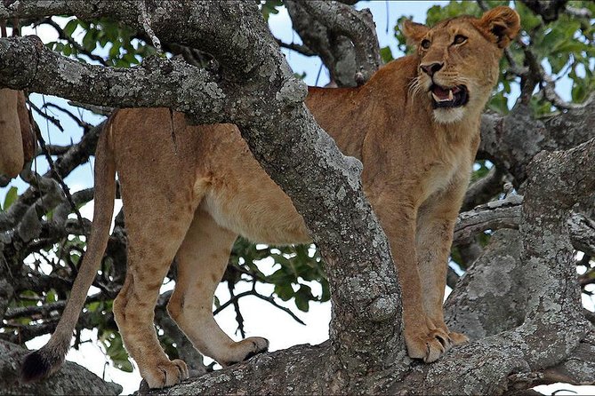 4-Day Tanzania Camping Safari to Lake Manyara, Serengeti, and Ngorongoro Crater - Pickup Timing, Group Size, and How the Days Stay Organized