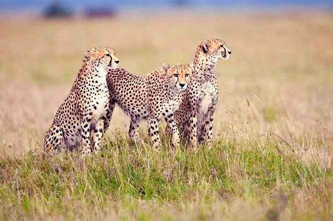 4 Day Tanzania Luxury Safari - Why This 4-Day Tanzania Luxury Safari Works So Well From Arusha
