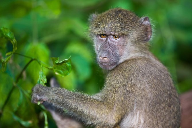 4 Day Tanzania Luxury Safari - Day 2 in Serengeti National Park: Seronera River Wildlife and an Afternoon Game Drive