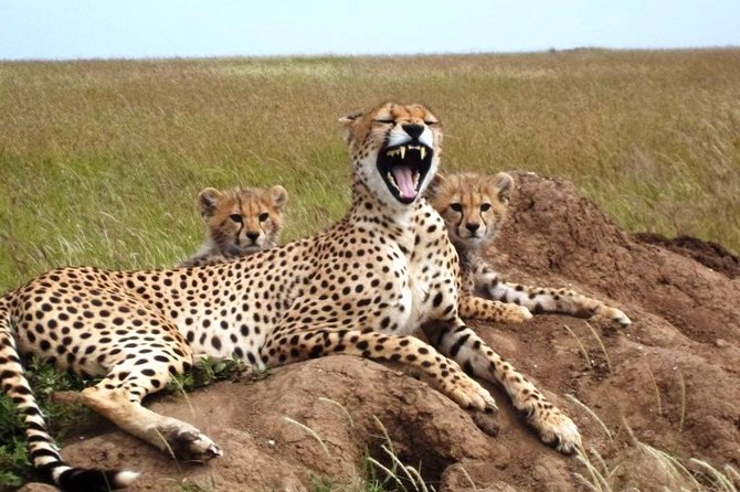 4 Day Tanzania Luxury Safari - Lodges, Meals, Mineral Water, and Park Fees: What Luxury Covers Here