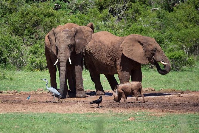 4 Day Tanzania Luxury Safari - Price and Value: What $3,182.06 Covers, and What You Still Need to Budget