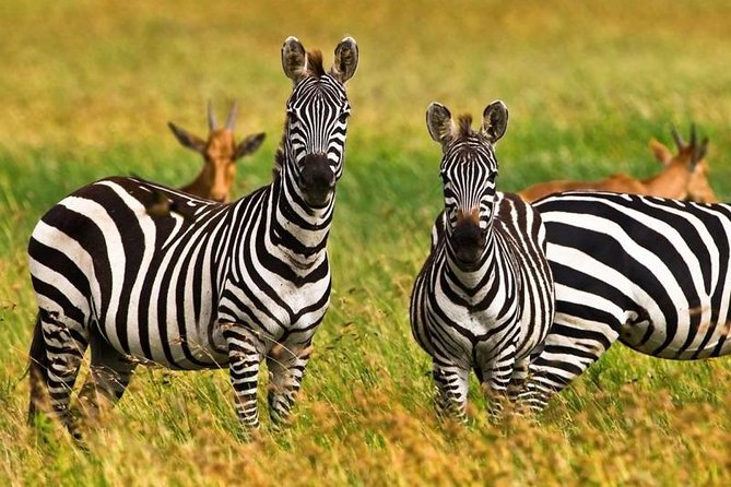 4 Day Tanzania Luxury Safari - The Private 4x4 Safari Vehicle and Guide Service That Set the Tone
