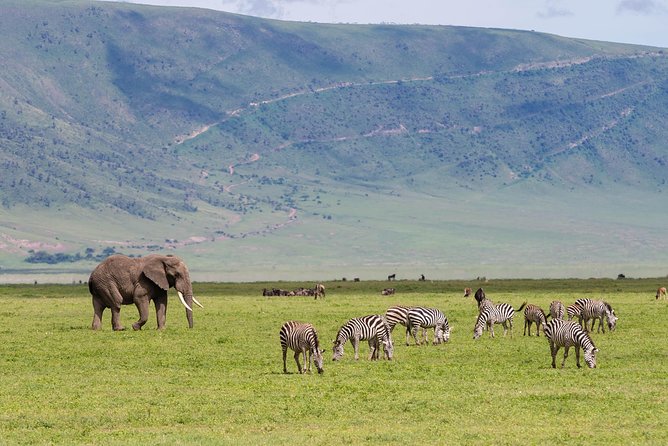4-day Tanzania Safari - Serengeti Day 1 (Seronera): hunting with your guide’s eyes