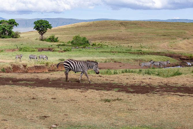 4-day Tanzania Safari - Serengeti Day 2: a second pass through the plains