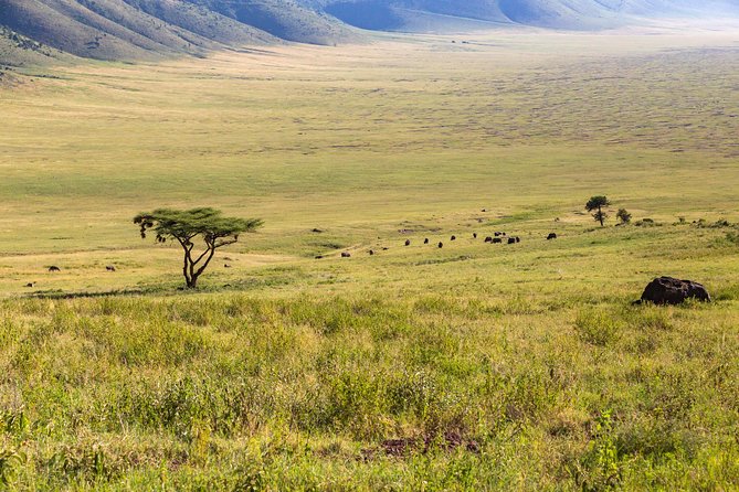 4-day Tanzania Safari - The safari vehicle and comfort details that matter