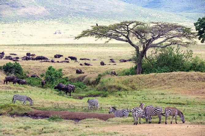 4-day Tanzania Safari - Guides and service: what stands out from real experiences