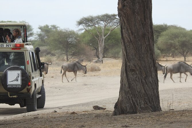 4-Day Tarangire, Serengeti, Ngorongoro Crater - Day 2 Serengeti National Park: big plains, big herds, and lion shade time